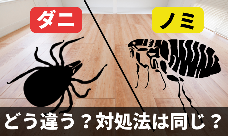 ダニとノミの違いについての解説 生態は違うが駆除法は同じ ダニ退治隊