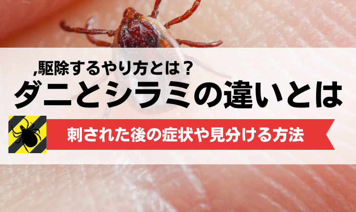 治療後にシラミは見つかったがシラミは見つからなかった場合の対処法